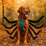 Disfraz de Halloween para Perro - Araña Espeluznante - Atuendo Divertido - VyFlair