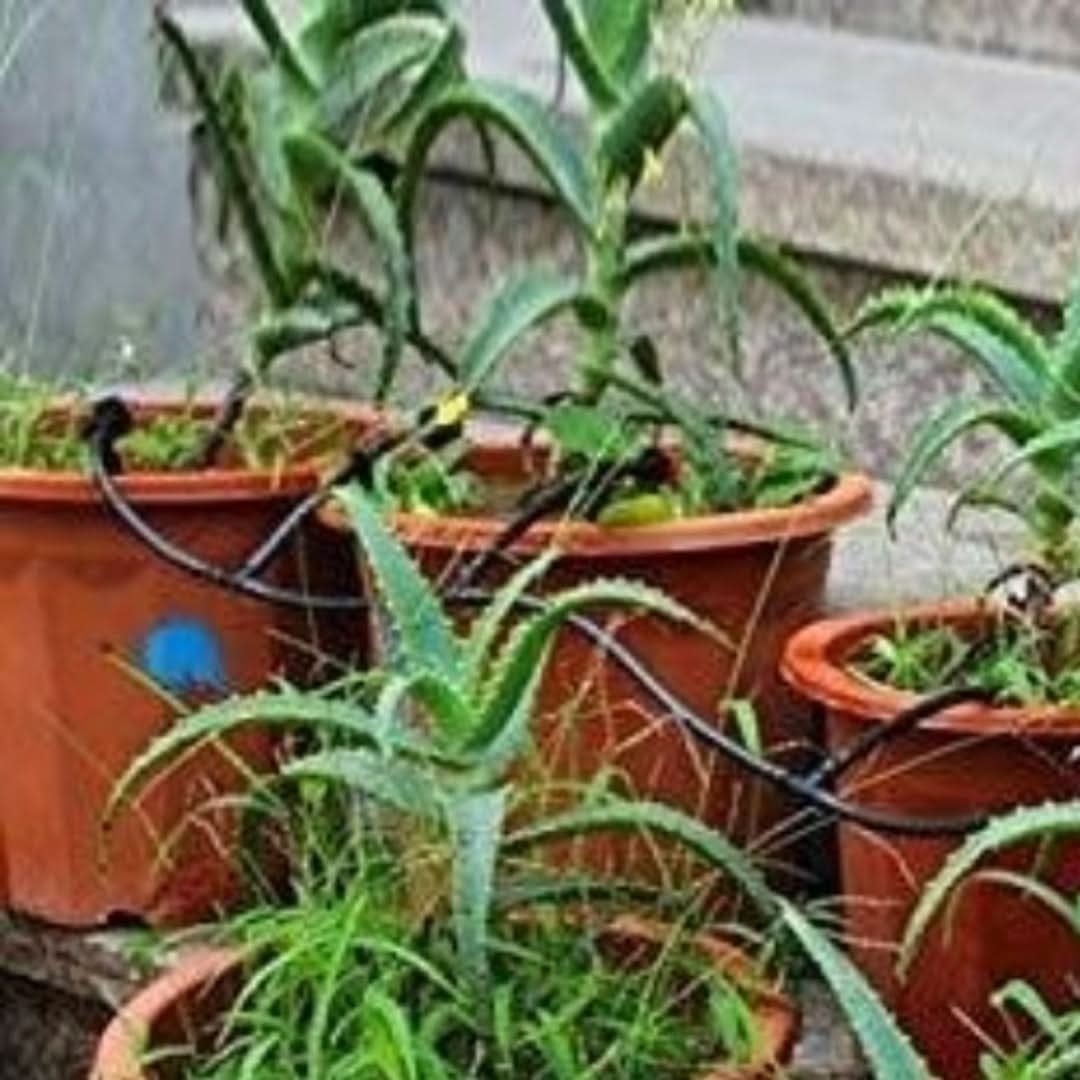 Sistema de riego automático: enfriamiento de niebla-Irrigation System-VyFlair