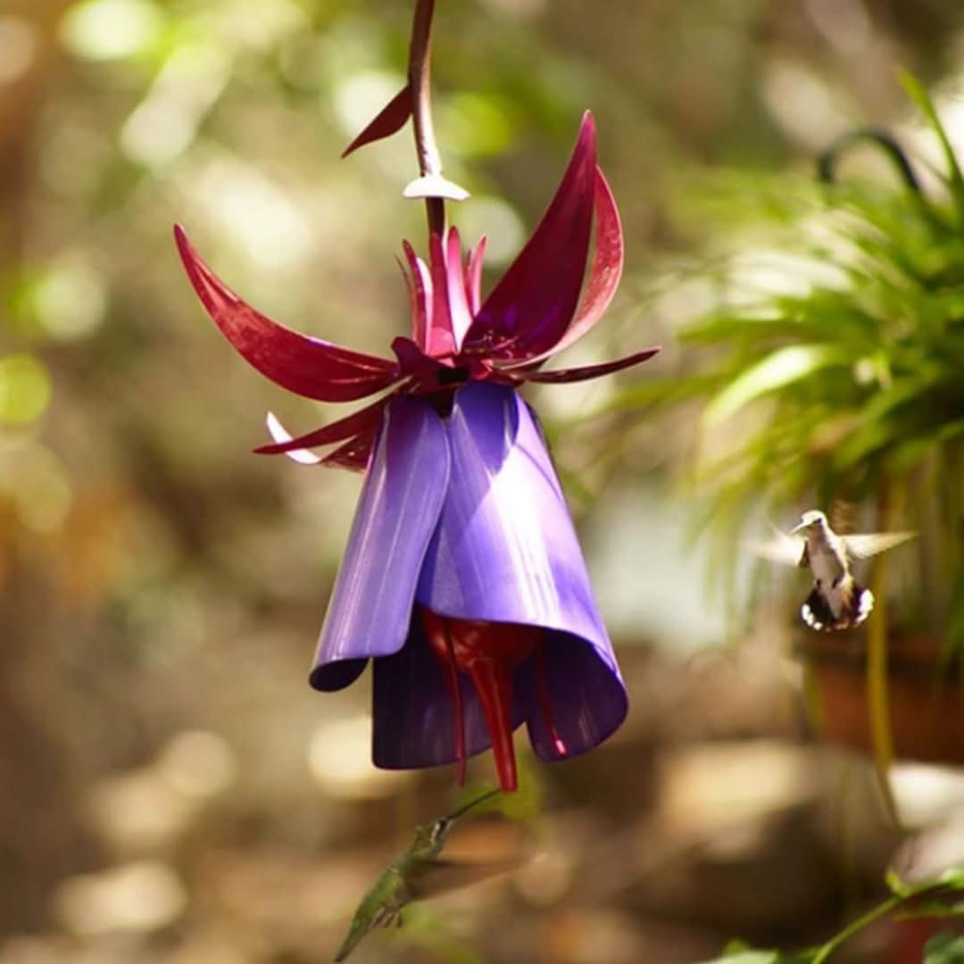 Alimentador de colibrí-bird feeder-VyFlair