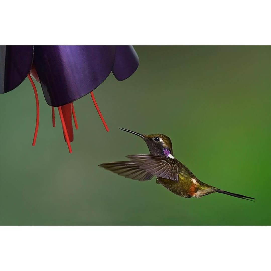 Alimentador de colibrí-bird feeder-VyFlair
