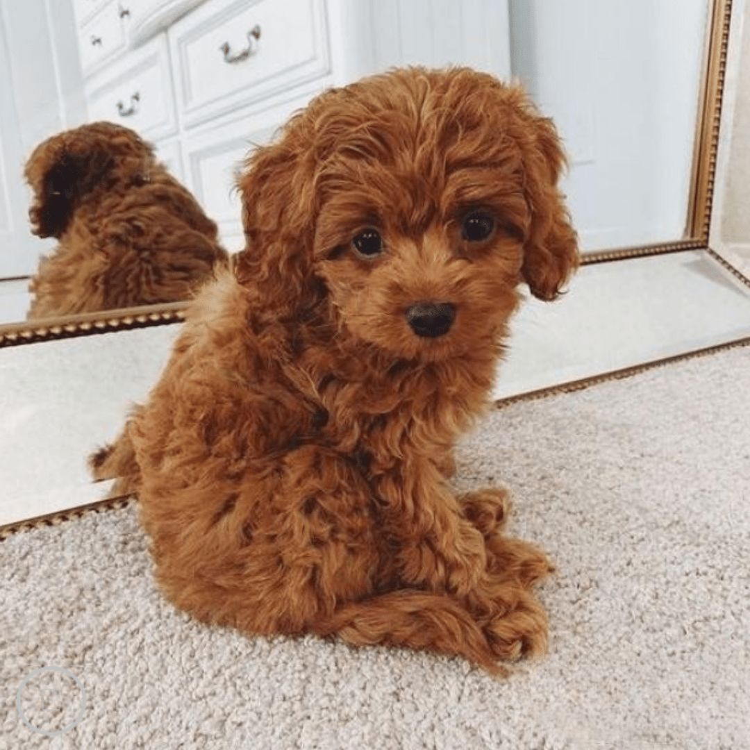 Cojín de Abrazo Cachorro de Peluche Realista - VyFlair