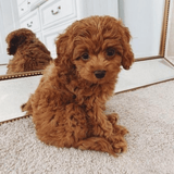 Cojín de Abrazo Cachorro de Peluche Realista - VyFlair