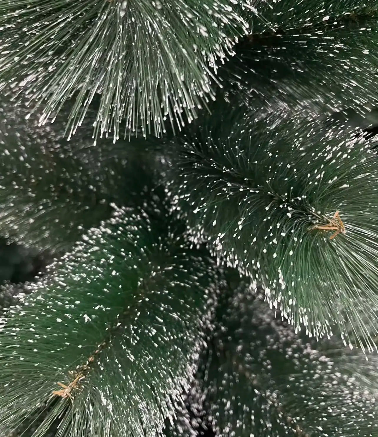 Choinka z śniegiem - 60 do 210 cm