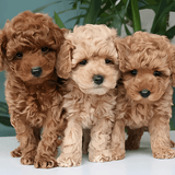 Cojín de Abrazo Cachorro de Peluche Realista - VyFlair