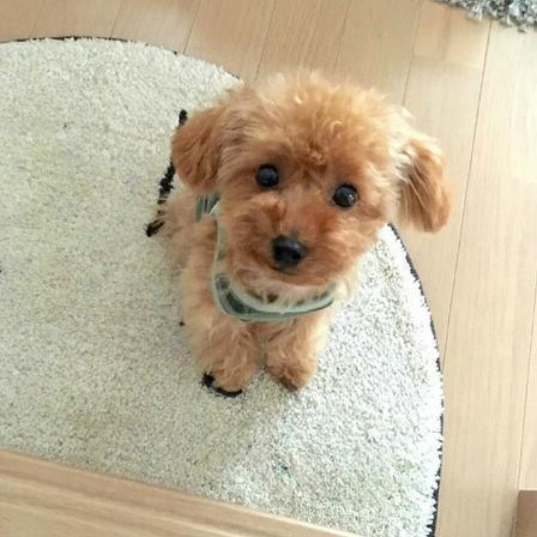 Cojín de abrazo - Juguete cachorro peluche realista - Suave