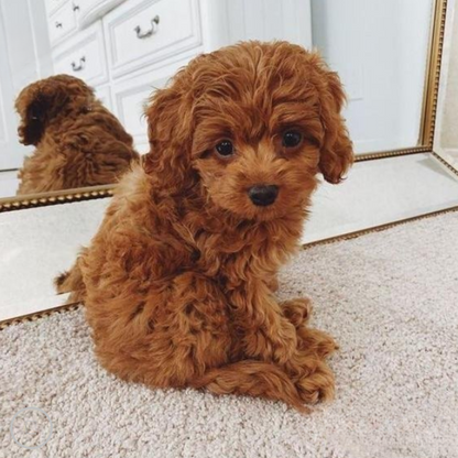 Cojín de abrazo - Juguete cachorro peluche realista - Suave