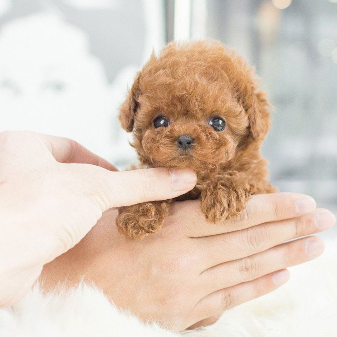Juguete Interactivo Cachorro Realista para Niños y Adultos