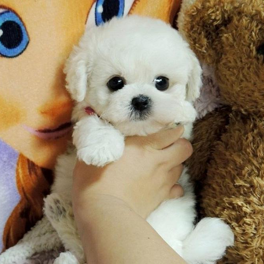 Cojín de abrazo - Juguete cachorro peluche realista - Suave