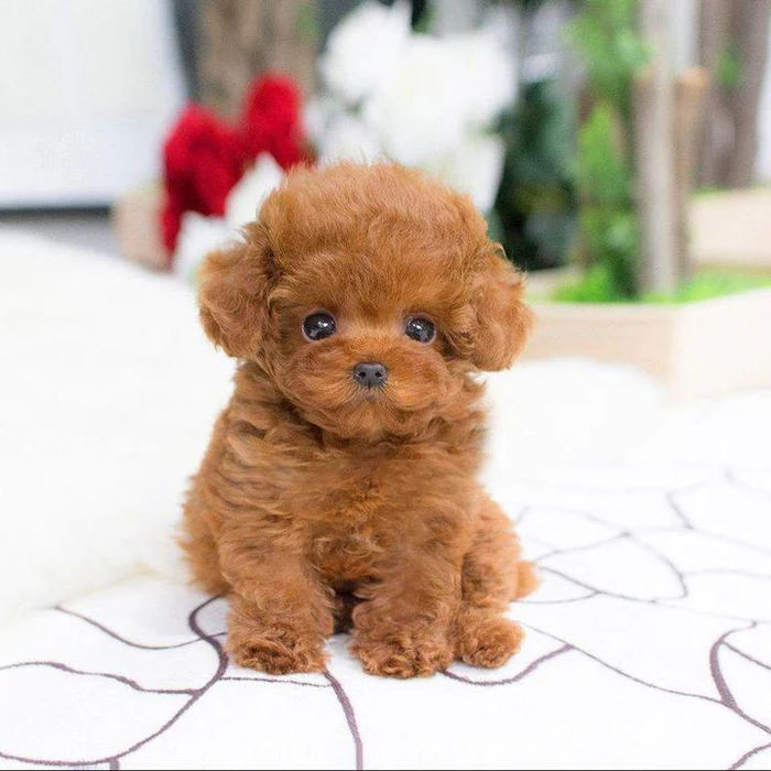 Cojín de abrazo - Juguete cachorro peluche realista - Suave