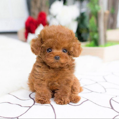 Cojín de abrazo - Juguete cachorro peluche realista - Suave